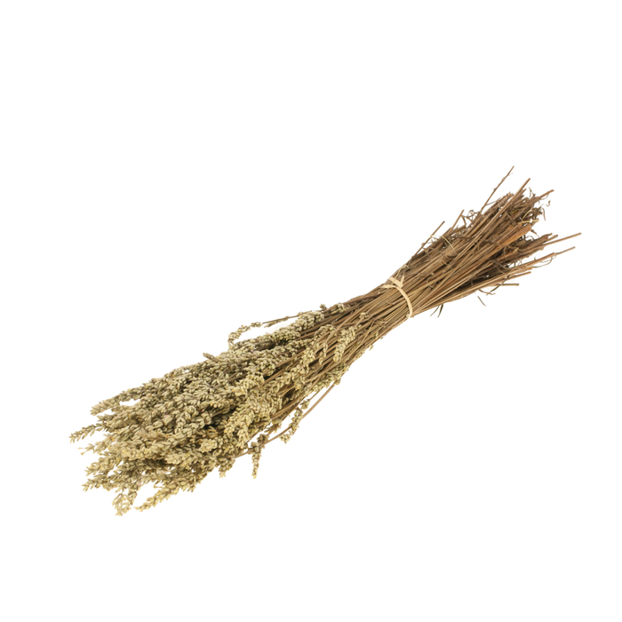 <h4>Lavender Preserved Green</h4>