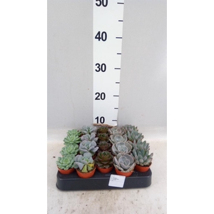Echeveria   ...mix