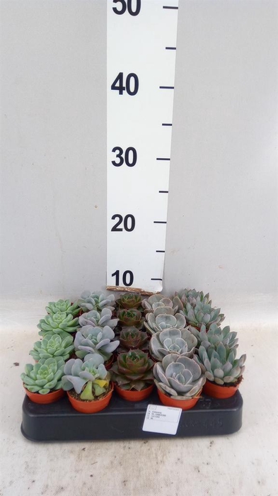 <h4>Echeveria   ...mix</h4>