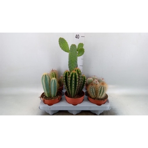 Cactus   ...mix