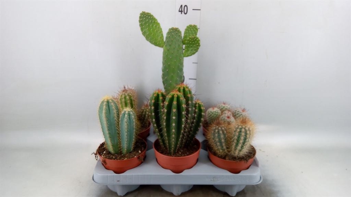 <h4>Cactus   ...mix</h4>
