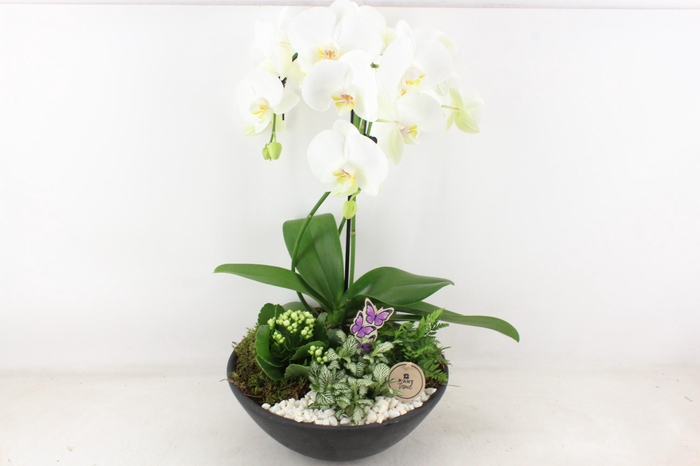 <h4>arr2 PL - Ebbi. white phal. paraplu</h4>