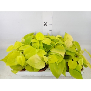 Epipremnum pinn. 'Golden Pothos'