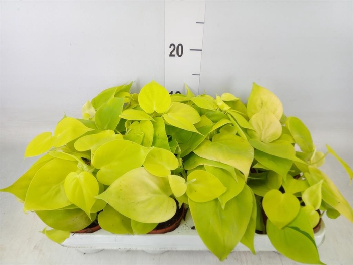 <h4>Epipremnum pinn. 'Golden Pothos'</h4>