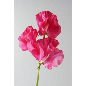 LATHYRUS OD SUNSHINE PINK
