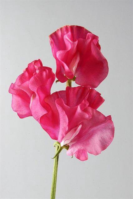 <h4>LATHYRUS OD SUNSHINE PINK</h4>