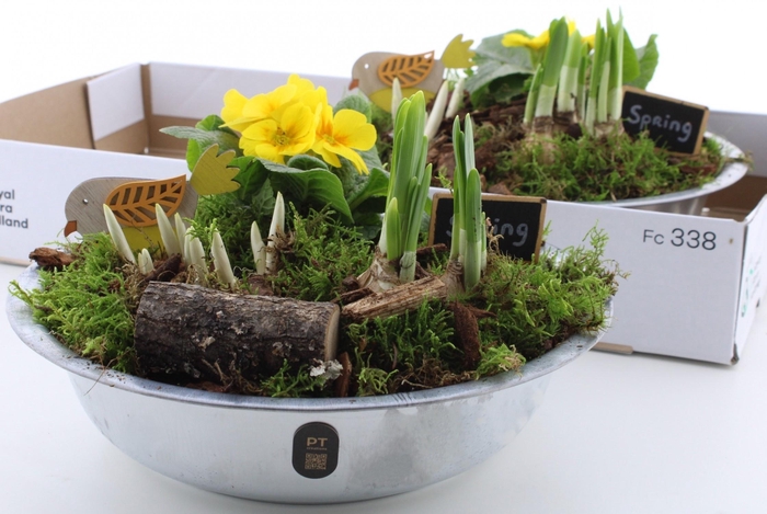 <h4>ARR PL IN SCHAAL</h4>