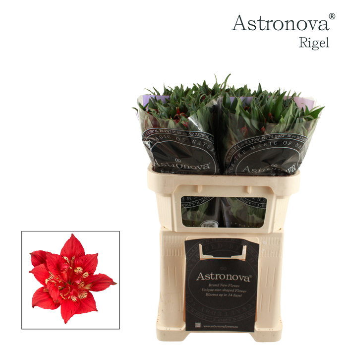 <h4>Alstroemeria Astronova Rigel</h4>