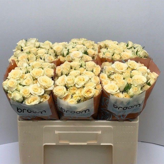 <h4>Rosa TR 'Sancerre' BRAAM</h4>