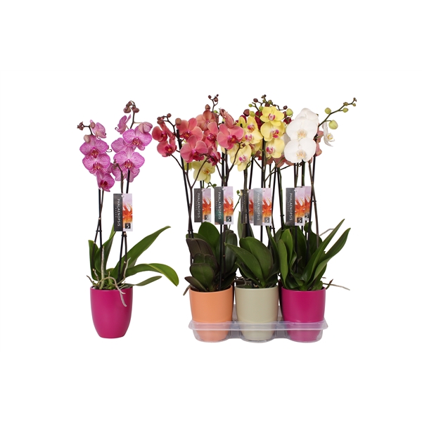 <h4>Phalaenopsis mix, 2-spike Orange, Green and Purple Ceramics</h4>