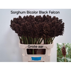 Sorghum Bicolor