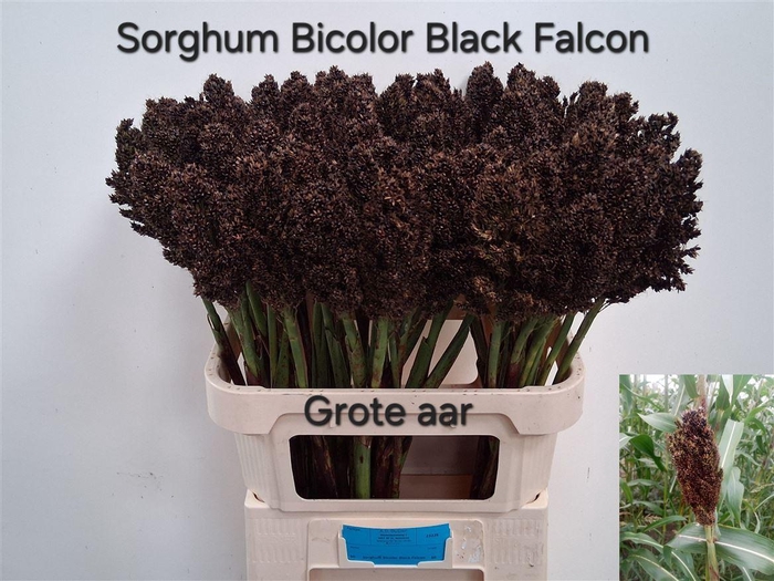 <h4>Sorghum Bicolor</h4>