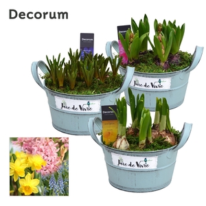 Bollenmix Joie de Vivre HL15563B