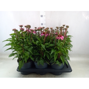 Echinacea purp. 'Mooodz Courage'