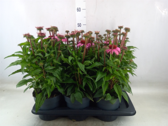 <h4>Echinacea purp. 'Mooodz Courage'</h4>