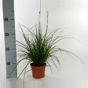 Carex brunnea (groen) p12