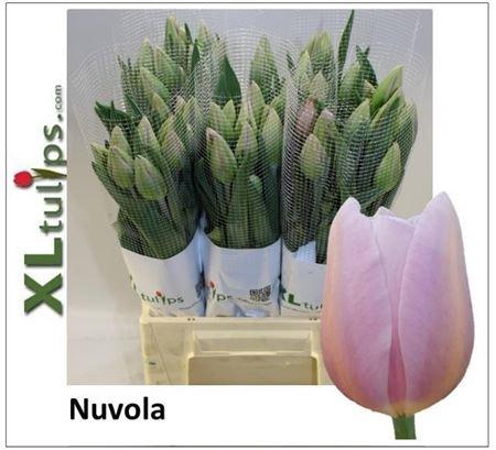 <h4>Tu Fr En Nuvola</h4>