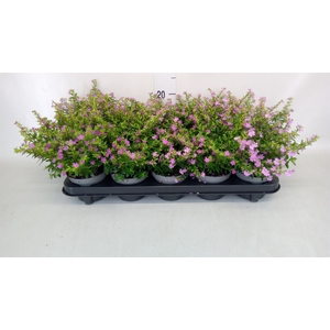 Cuphea hyssop.