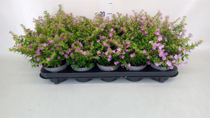 <h4>Cuphea hyssop.</h4>