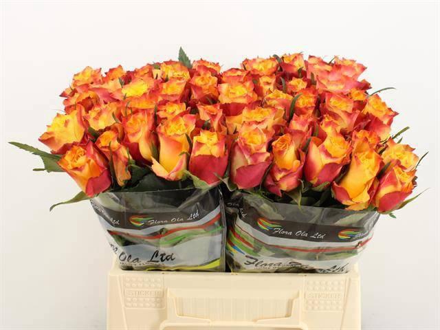 <h4>R GR WILDFOX</h4>