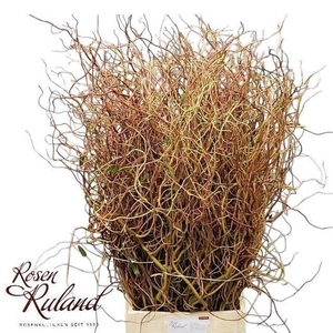 SALIX OV BS 110 CM x50 TAK per pak fc996