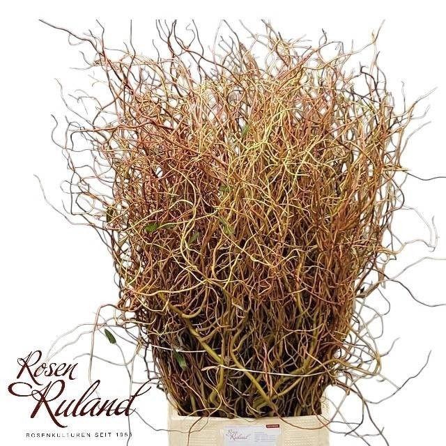 <h4>SALIX OV BS 110 CM x50 TAK per pak fc996</h4>