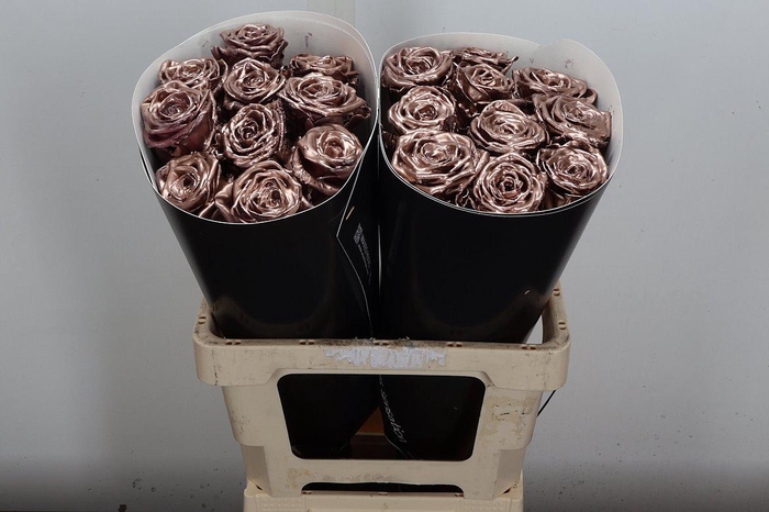 <h4>R Wx (rn) Bronzy</h4>