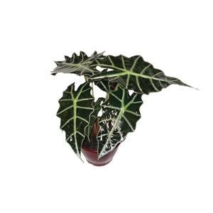 ALOCASIA POLLY P17