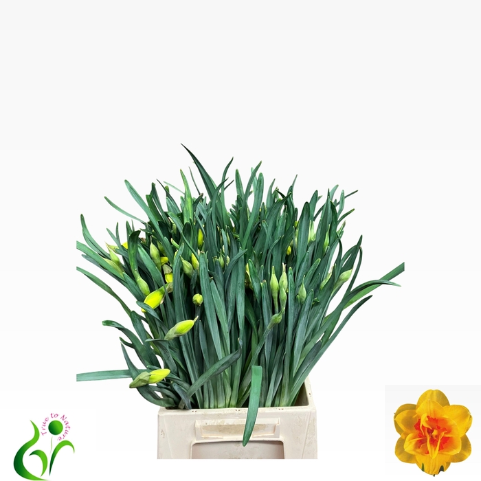 <h4>NARC DU TAHITI</h4>