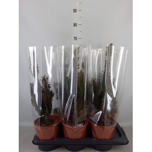 Euphorbia trigona 'Rubra'