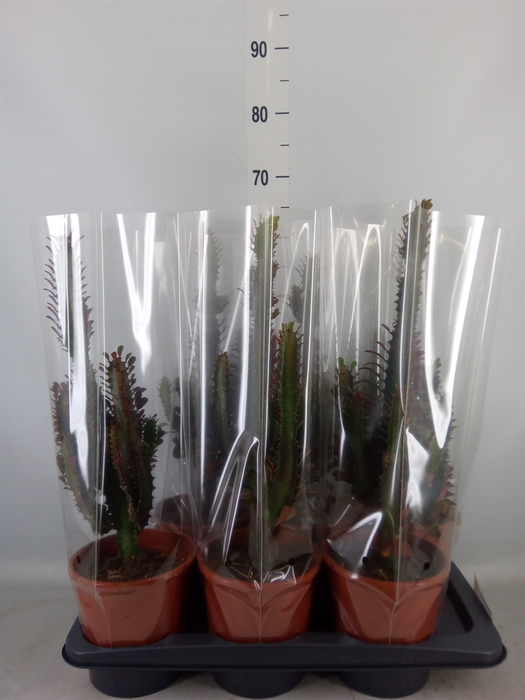<h4>Euphorbia trigona 'Rubra'</h4>