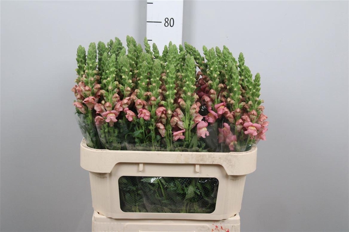 <h4>Antir Antibes Pink</h4>