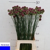 ALLIUM SPHAEROCEPHAL