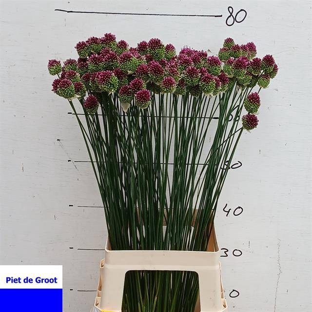ALLIUM SPHAEROCEPHAL