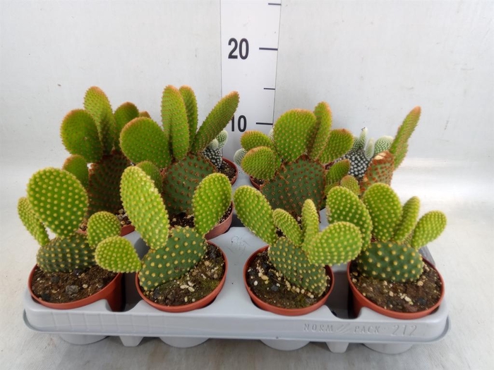 <h4>Opuntia</h4>