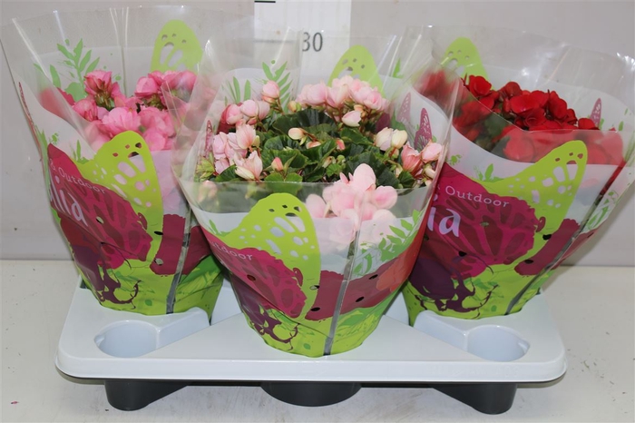 <h4>Begonia En Betulia Gemengd</h4>