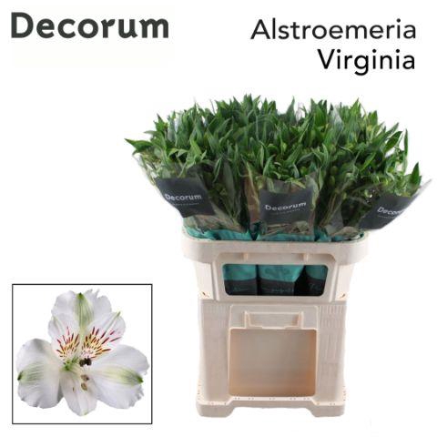 <h4>ALSTR VIRGINIA Decorum</h4>