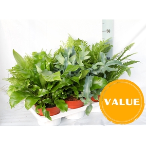 Fern 17 cm Mix Indoor