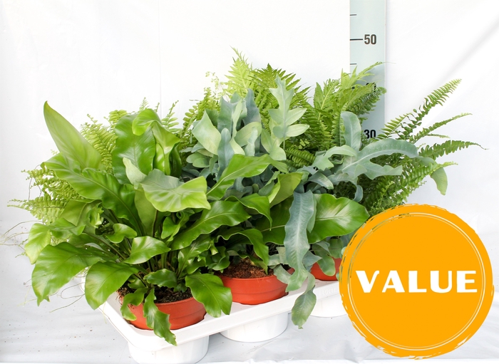 <h4>Fern 17 cm Mix Indoor</h4>