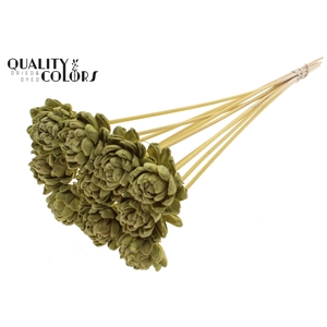 Shola New Beauty Rose 6cm on stem Olive