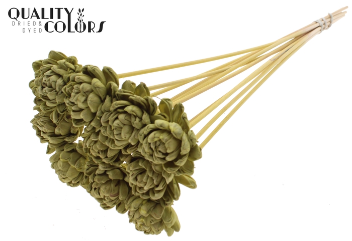 Shola New Beauty Rose 6cm on stem Olive
