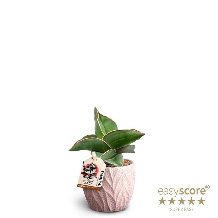 <h4>SANSEVIERIA EHRENBERGII</h4>