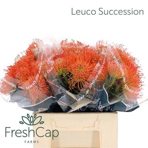 LEUCO CO SUCCESSION