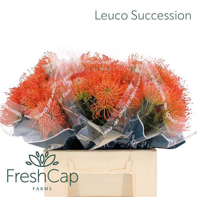 <h4>LEUCO CO SUCCESSION</h4>