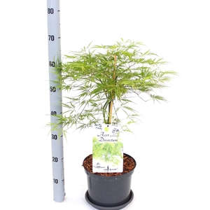 ACER PALM DISSECTUM