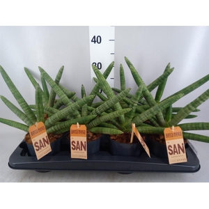 Sansevieria cyl. 'Skyline'