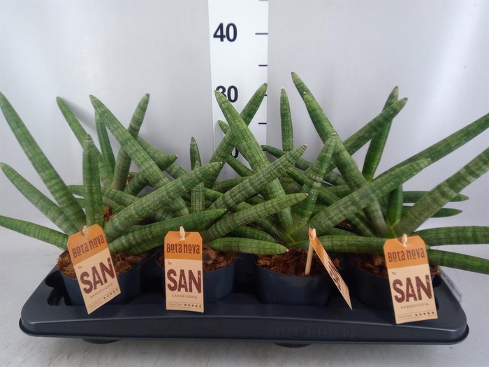 <h4>Sansevieria cyl. 'Skyline'</h4>
