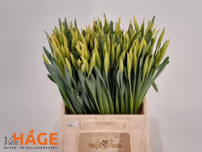 <h4>NARC G CARLTON</h4>