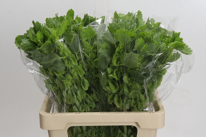 <h4>Moluccella Laevis</h4>