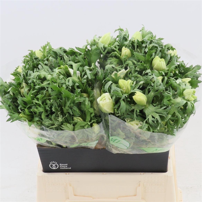 <h4>Anemone Galil Wit</h4>